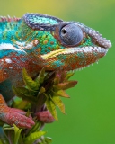 Das Colored Chameleon Wallpaper 128x160