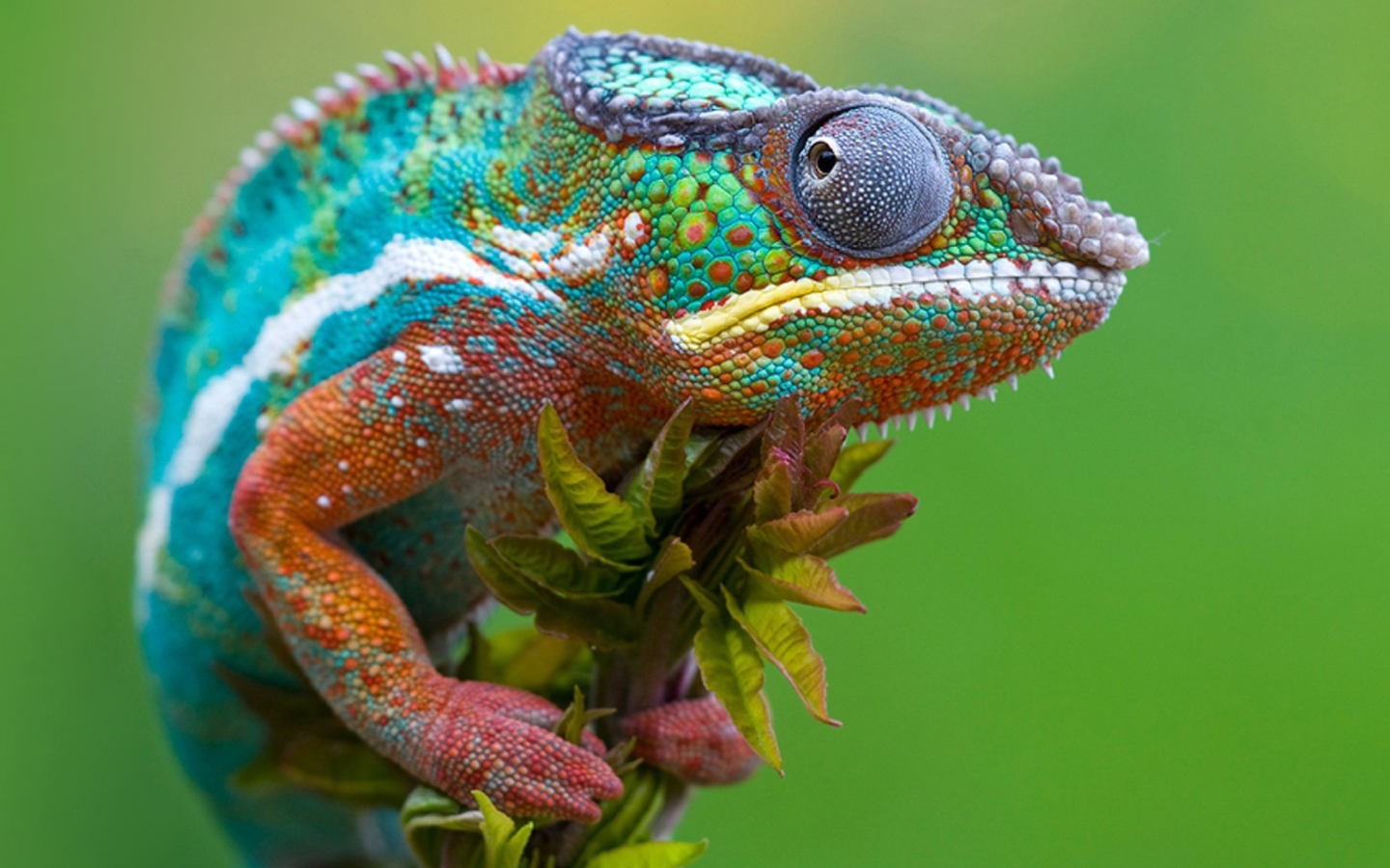Fondo de pantalla Colored Chameleon 1440x900