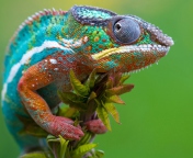 Das Colored Chameleon Wallpaper 176x144