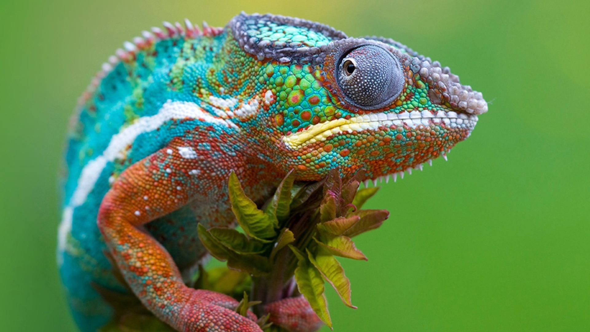 Fondo de pantalla Colored Chameleon 1920x1080