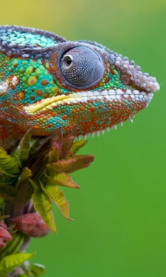 Das Colored Chameleon Wallpaper 240x400