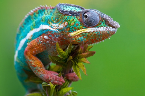 Fondo de pantalla Colored Chameleon 480x320