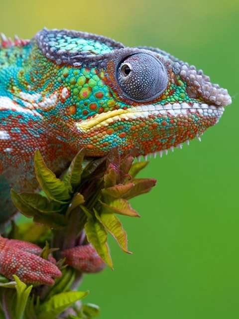 Colored Chameleon wallpaper 480x640