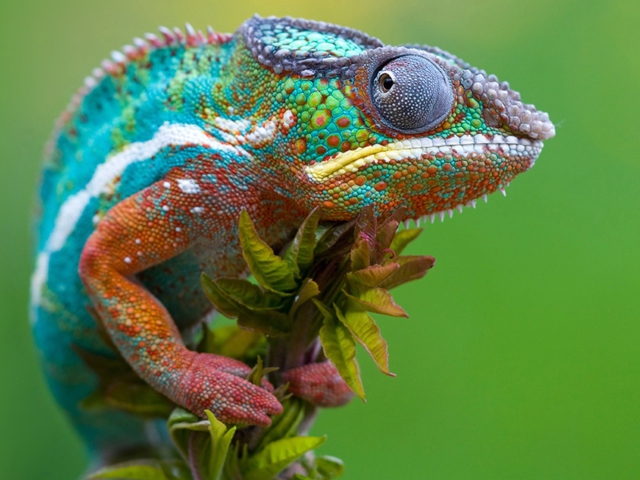 Colored Chameleon wallpaper 640x480