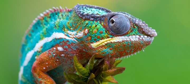 Screenshot №1 pro téma Colored Chameleon 720x320