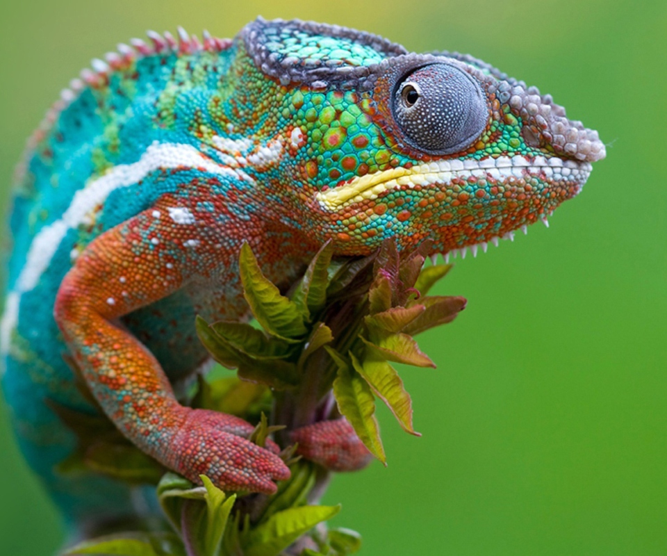 Colored Chameleon screenshot #1 960x800
