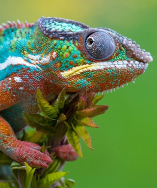 Colored Chameleon - Obrázkek zdarma pro 480x640