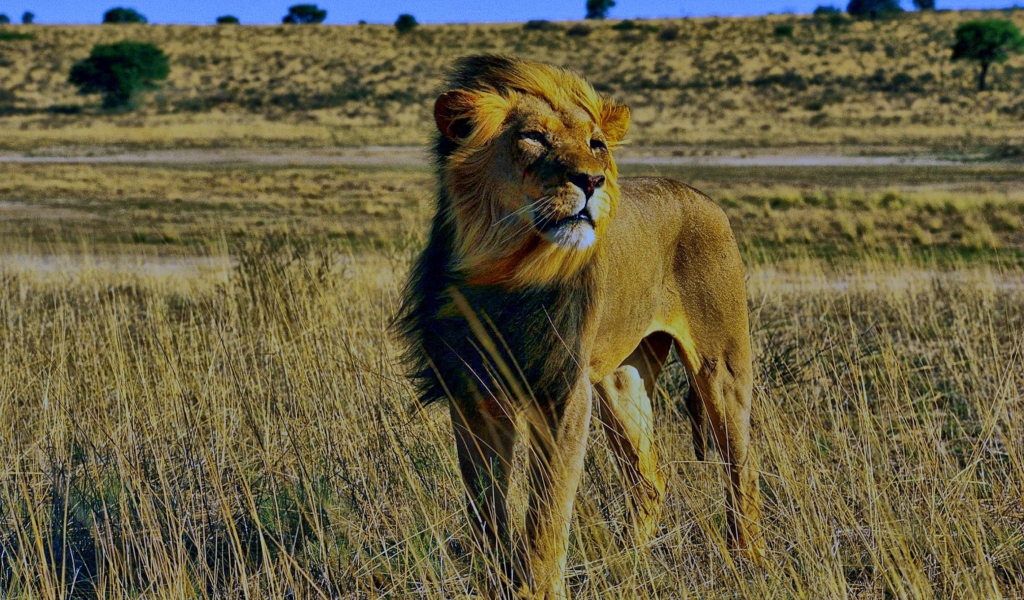 Das Lion In Savanna Wallpaper 1024x600
