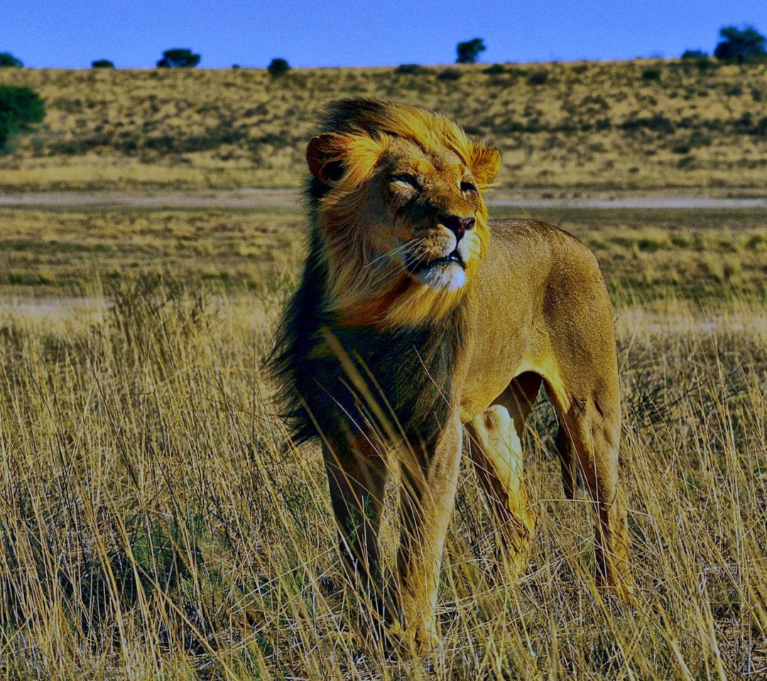 Das Lion In Savanna Wallpaper 1080x960
