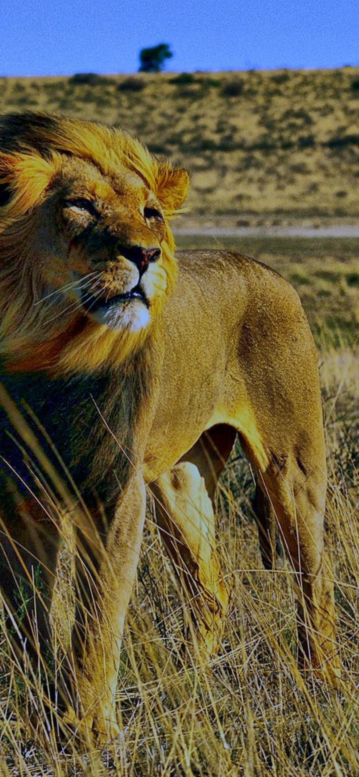 Lion In Savanna wallpaper 1170x2532