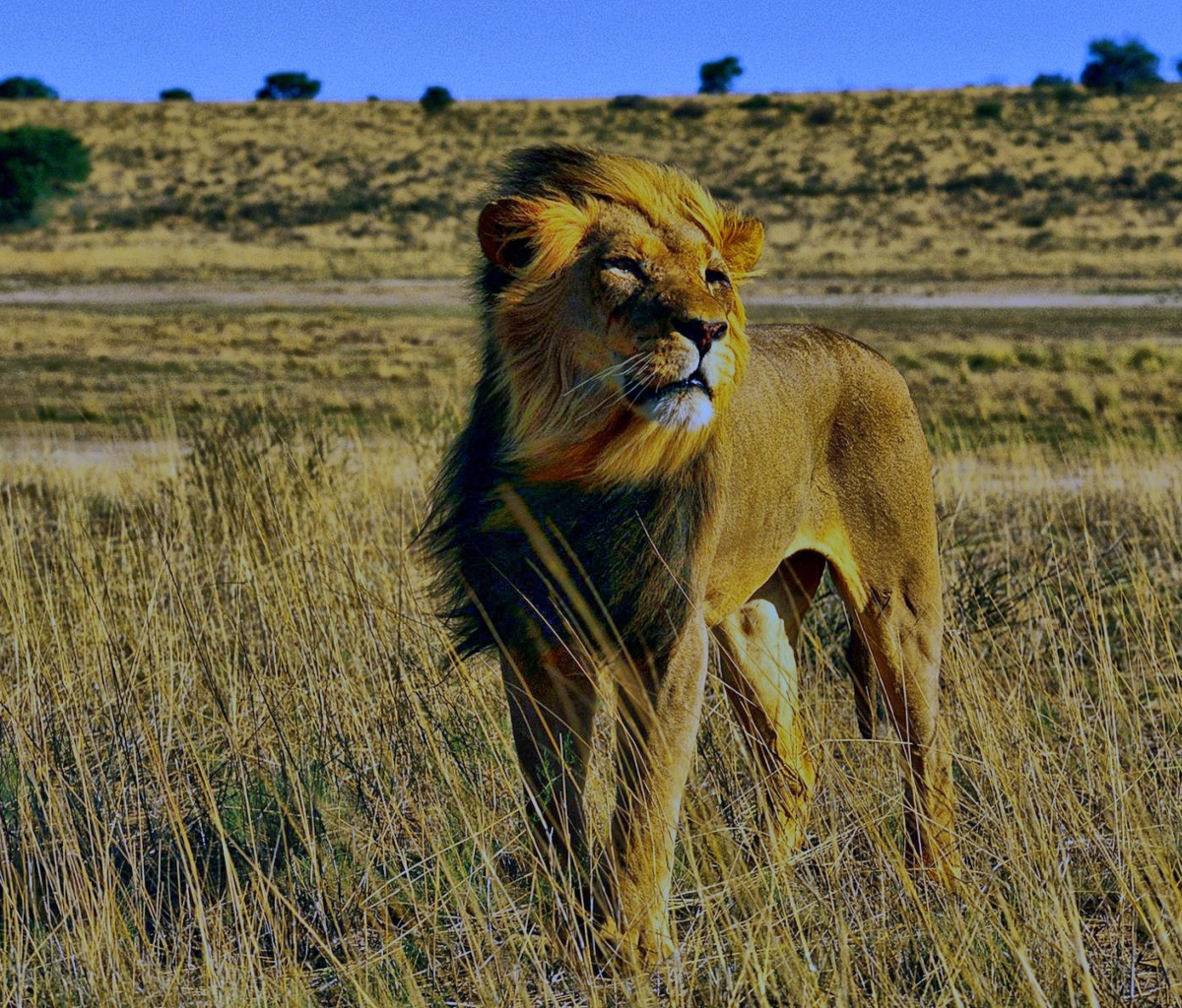 Обои Lion In Savanna 1200x1024