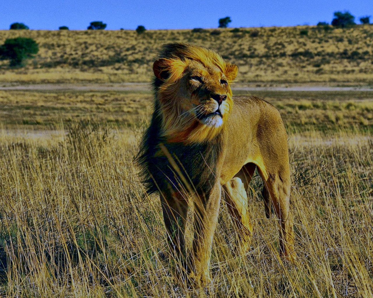 Das Lion In Savanna Wallpaper 1280x1024