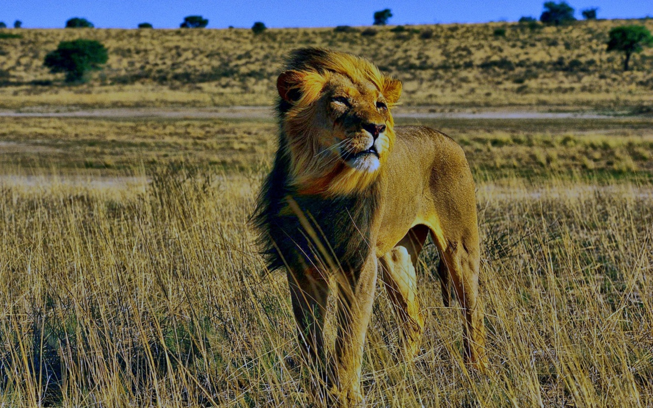 Das Lion In Savanna Wallpaper 1280x800