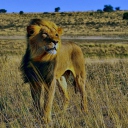 Fondo de pantalla Lion In Savanna 128x128
