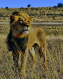 Das Lion In Savanna Wallpaper 128x160