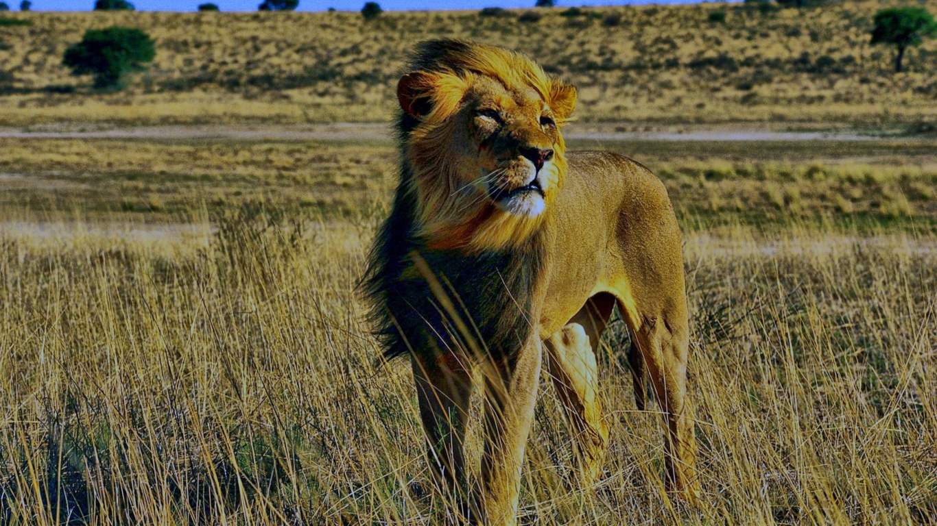 Lion In Savanna wallpaper 1366x768