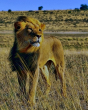 Lion In Savanna wallpaper 176x220