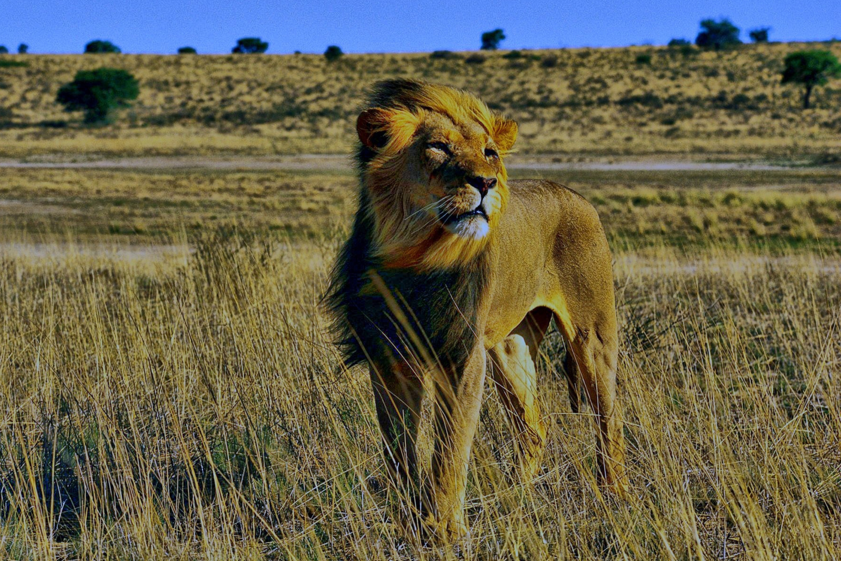 Das Lion In Savanna Wallpaper 2880x1920