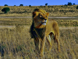Lion In Savanna wallpaper 320x240