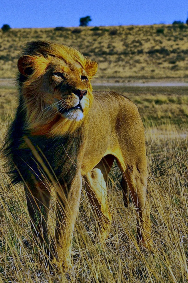Lion In Savanna wallpaper 640x960