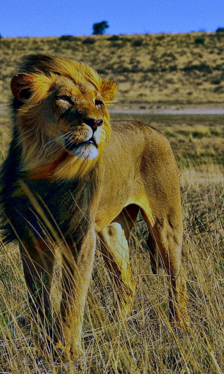 Lion In Savanna wallpaper 768x1280