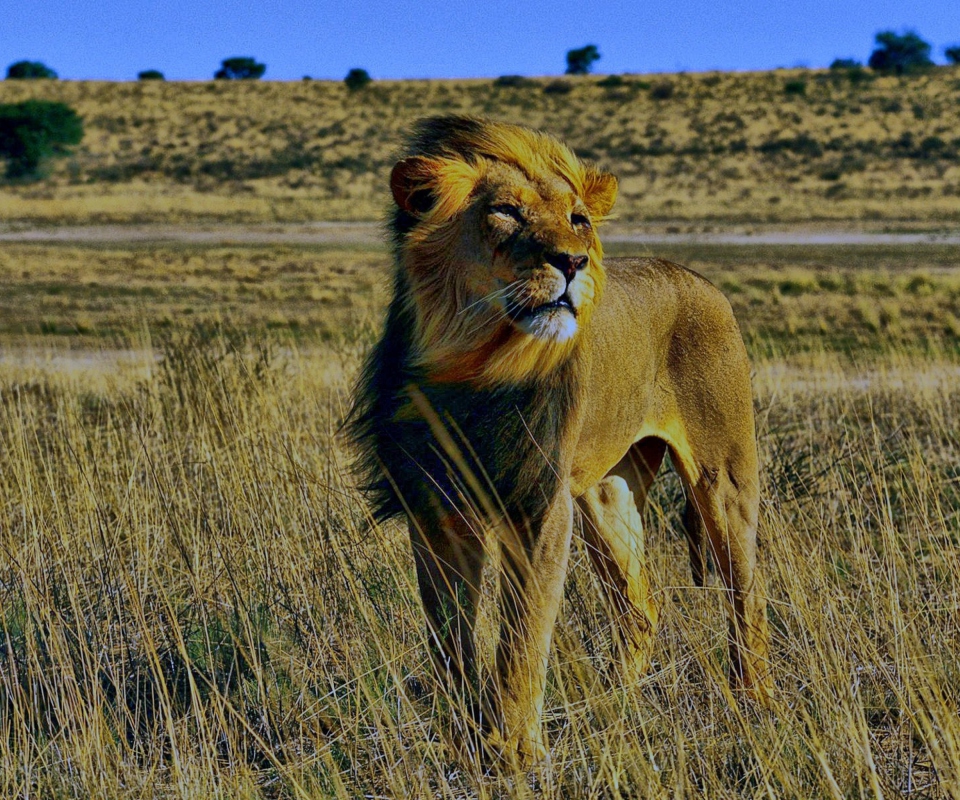 Das Lion In Savanna Wallpaper 960x800