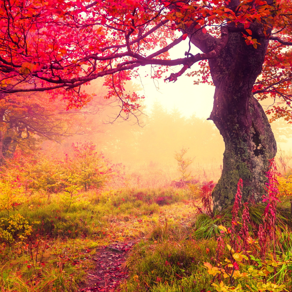 Autumn Forest wallpaper 1024x1024