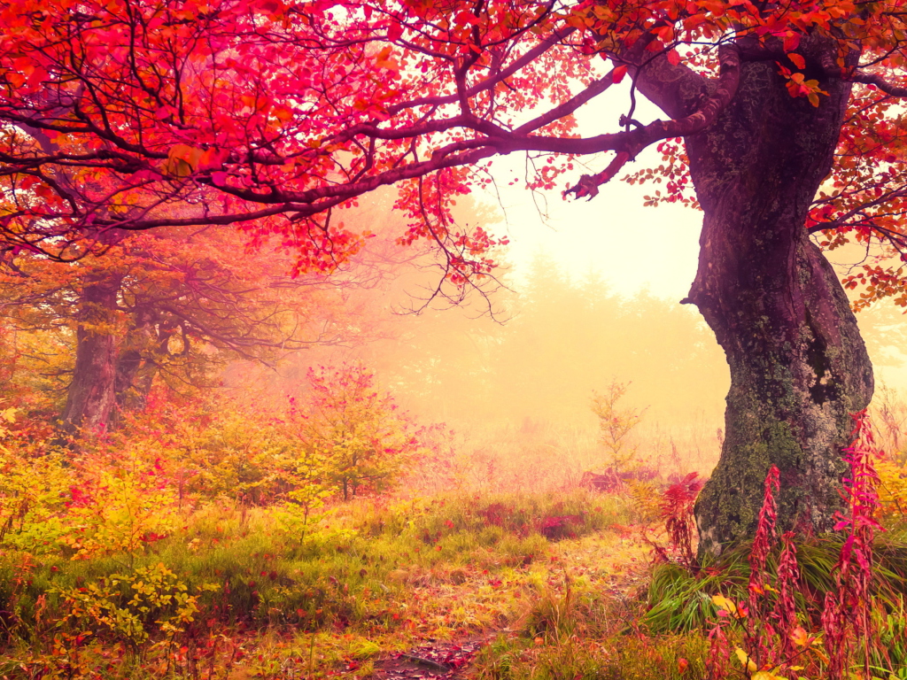 Fondo de pantalla Autumn Forest 1024x768