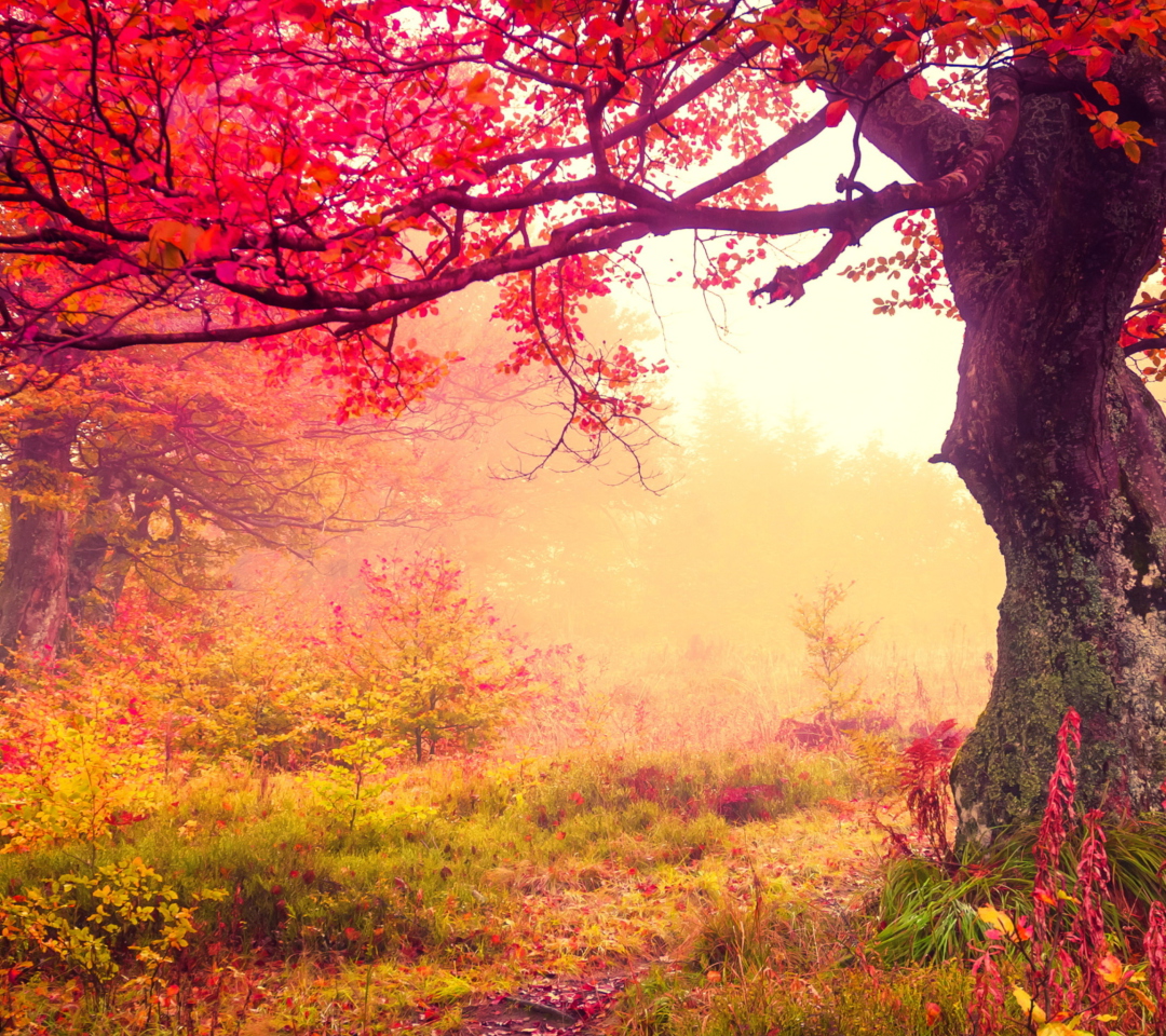 Fondo de pantalla Autumn Forest 1080x960
