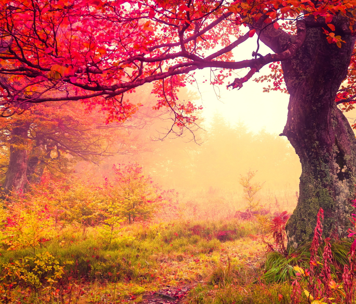 Fondo de pantalla Autumn Forest 1200x1024
