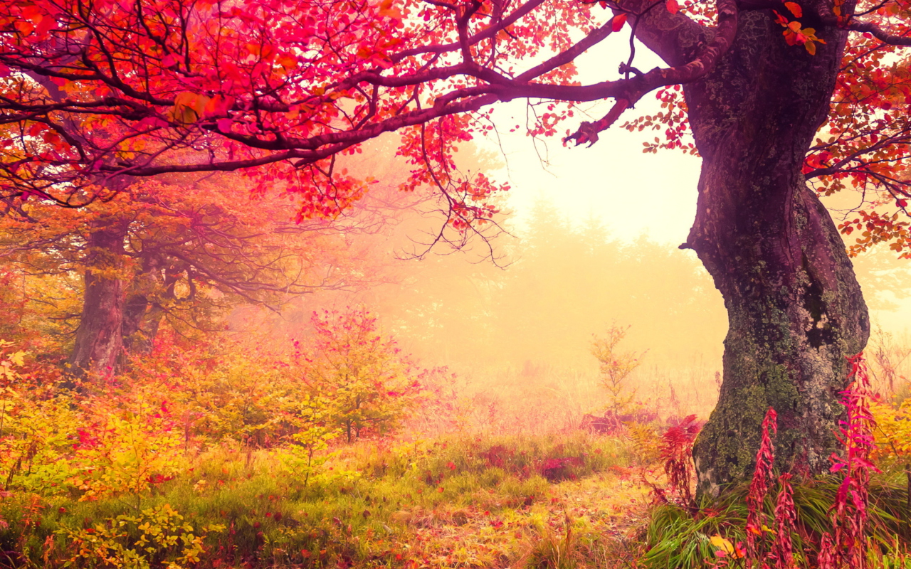 Autumn Forest wallpaper 1280x800