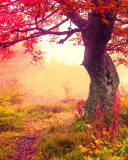 Screenshot №1 pro téma Autumn Forest 128x160