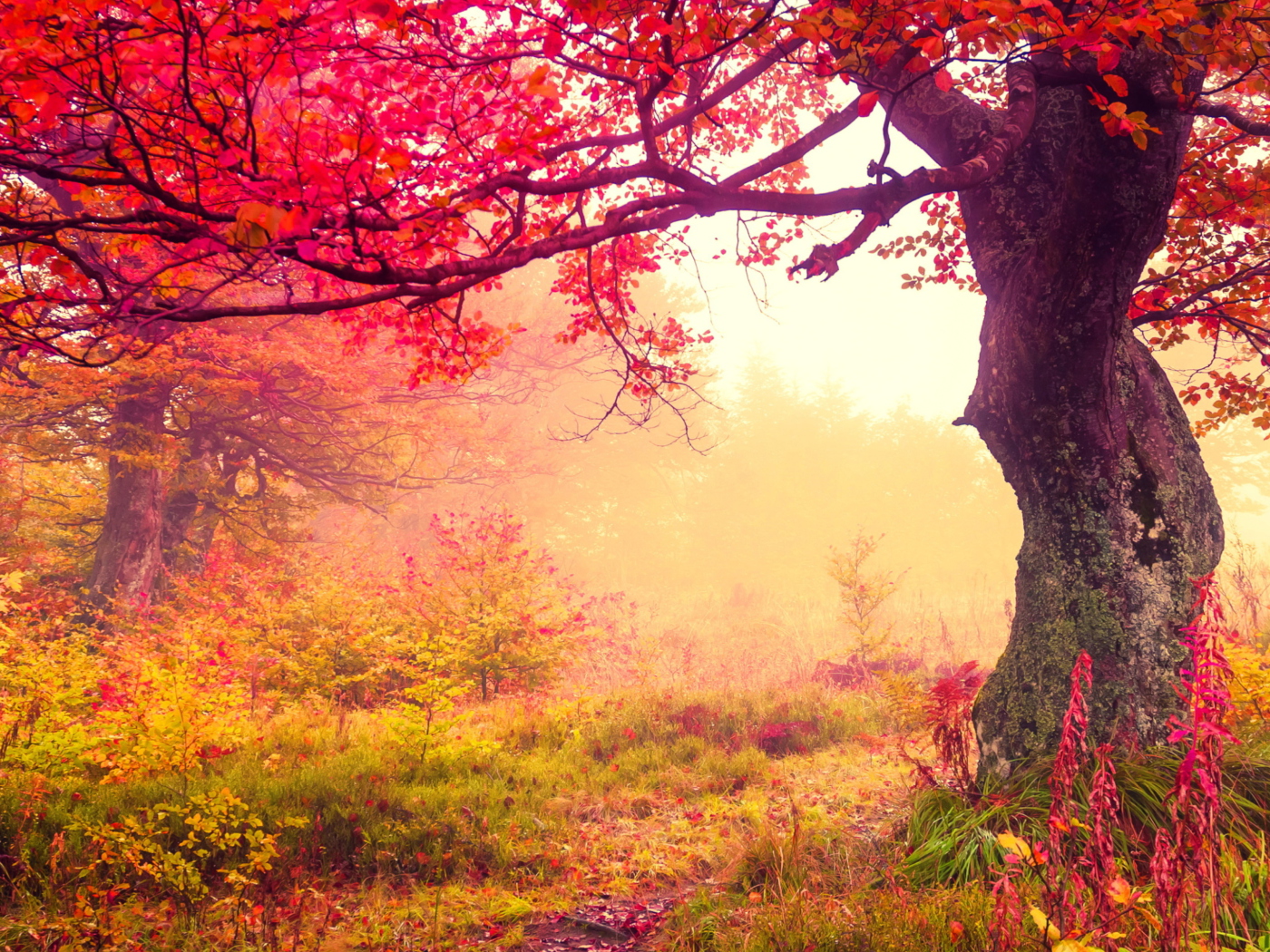 Autumn Forest screenshot #1 1400x1050
