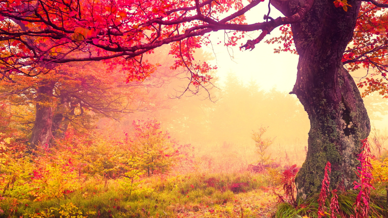 Sfondi Autumn Forest 1600x900