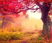 Das Autumn Forest Wallpaper 176x144