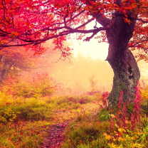 Autumn Forest screenshot #1 208x208