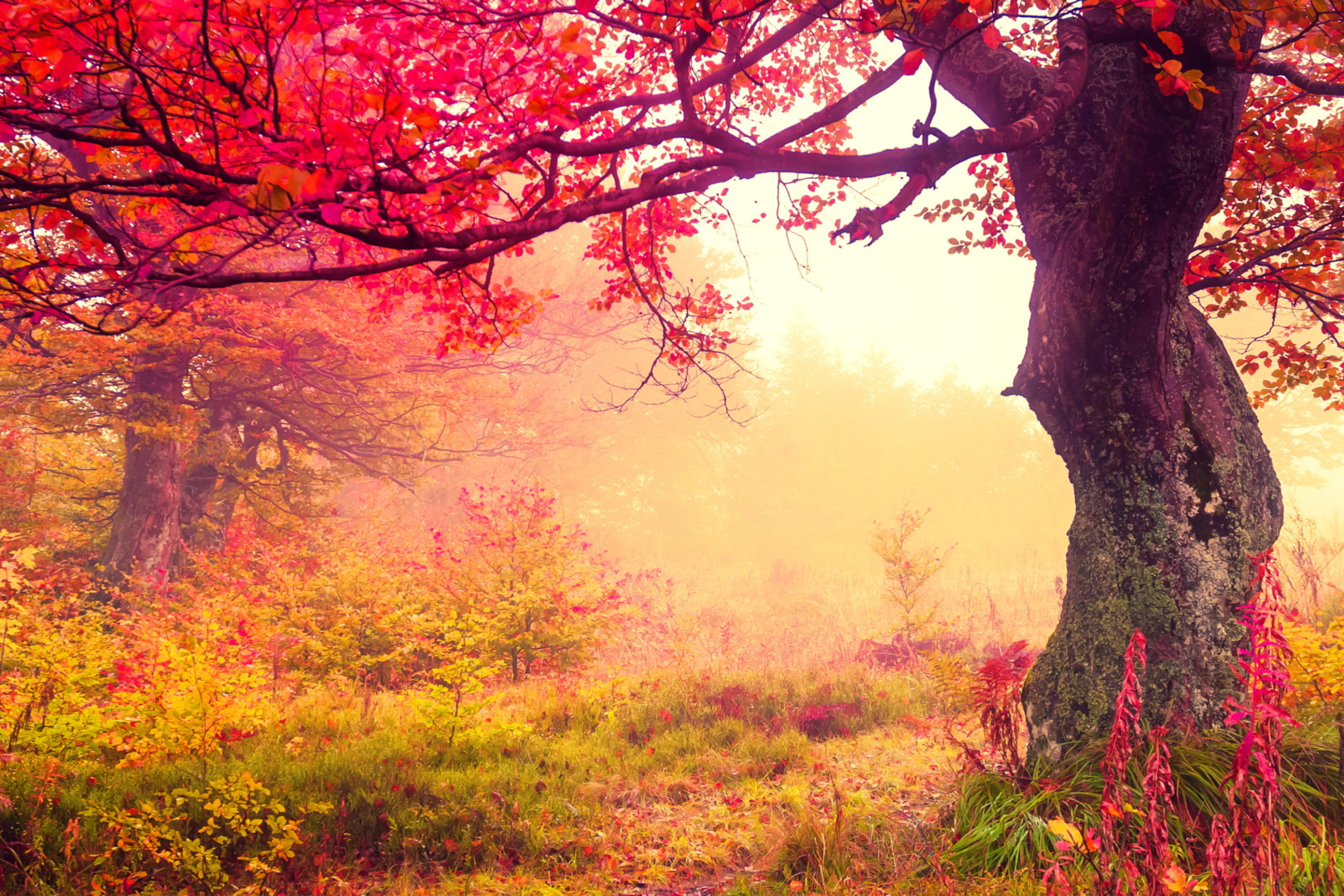 Das Autumn Forest Wallpaper 2880x1920