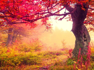 Sfondi Autumn Forest 320x240