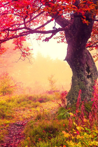 Fondo de pantalla Autumn Forest 320x480