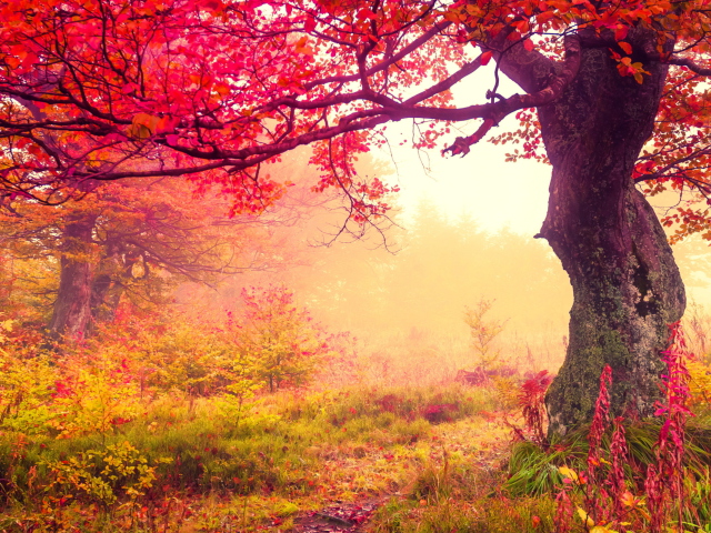 Fondo de pantalla Autumn Forest 640x480