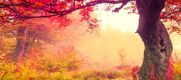 Das Autumn Forest Wallpaper 720x320
