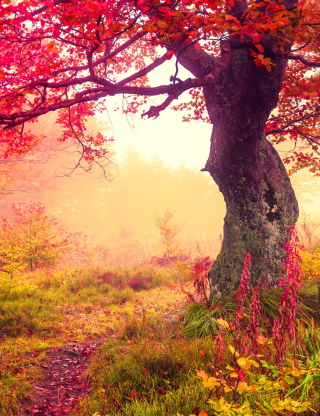 Autumn Forest - Obrázkek zdarma pro Nokia N81