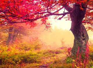 Autumn Forest Picture for Android, iPhone and iPad