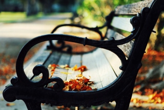 Bench In The Park - Obrázkek zdarma 