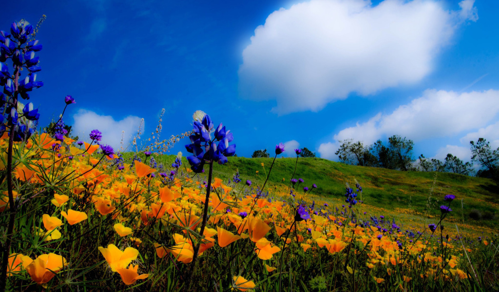 Das Yellow spring flowers in the mountains Wallpaper 1024x600