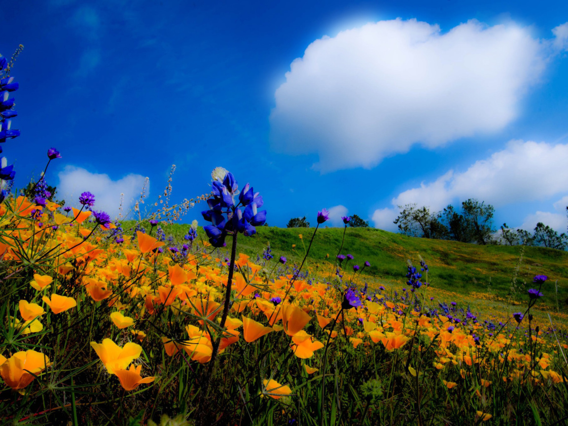 Das Yellow spring flowers in the mountains Wallpaper 1152x864