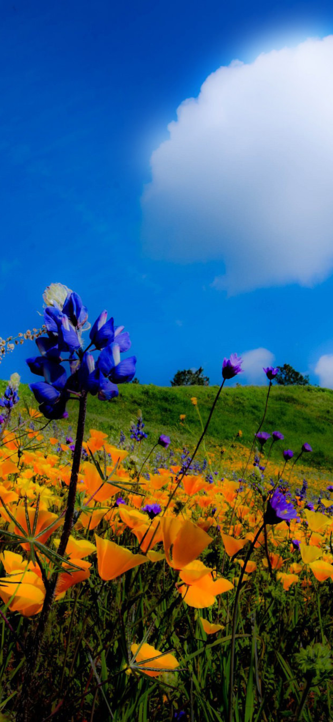 Screenshot №1 pro téma Yellow spring flowers in the mountains 1170x2532