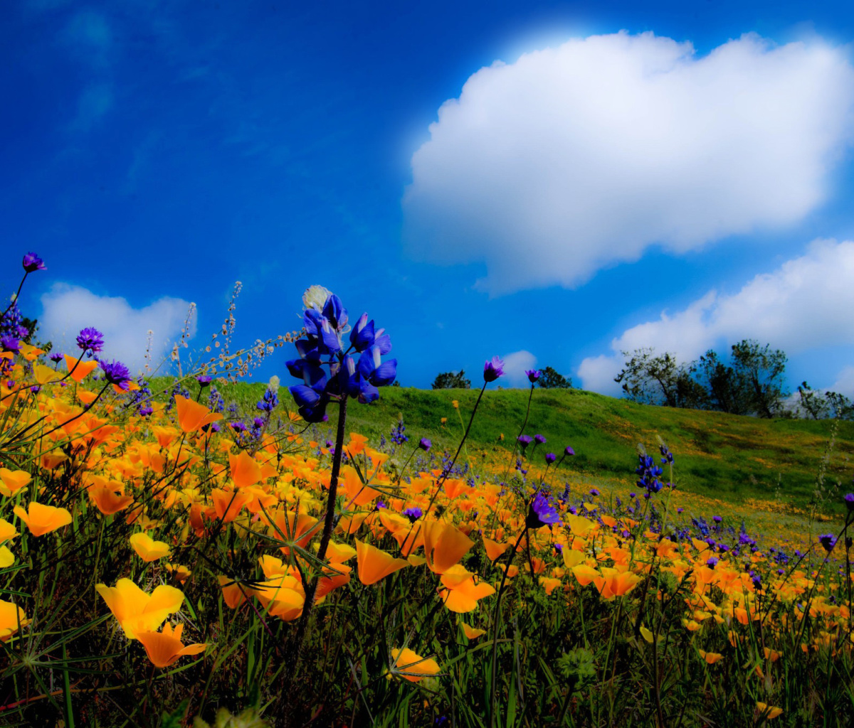 Fondo de pantalla Yellow spring flowers in the mountains 1200x1024