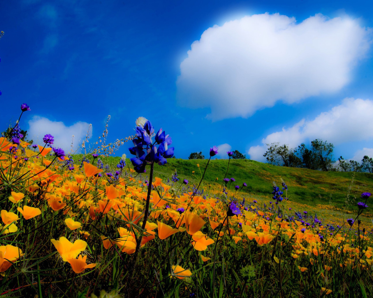 Yellow spring flowers in the mountains wallpaper 1280x1024