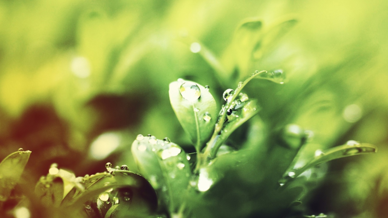 Dew Drops On Green Leaves wallpaper 1280x720